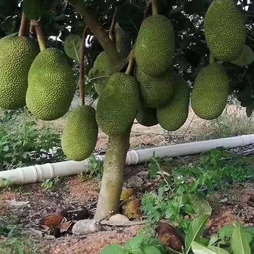 广西钦州灵山县四季菠萝蜜苗 泰国8号菠萝蜜果苗