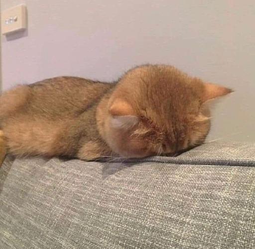 小猫咪睡觉表情包