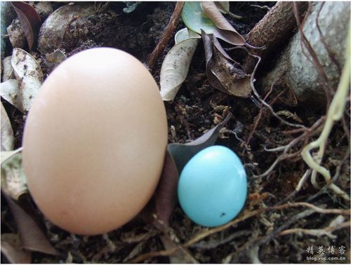 珍希蓝皮鸟蛋(组图)