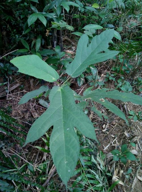 能吃的五指毛桃,这种不能吃的叫三指毛桃!