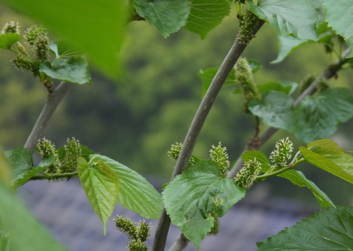 原创桑树的嫩枝条,是一味常用的中药,可用于高血压,风湿类风湿