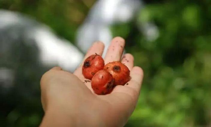 曾经务川大山里的极品美味,如今烂掉在地里无人问津