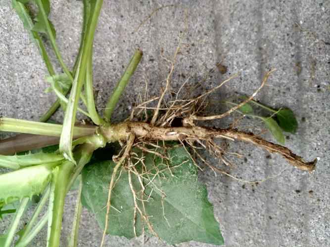 植物的根,茎,叶(第五小组同学的植物观察作业)