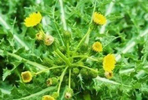 农村常见的"黄花地丁",是野菜还能入药,现在一斤30元