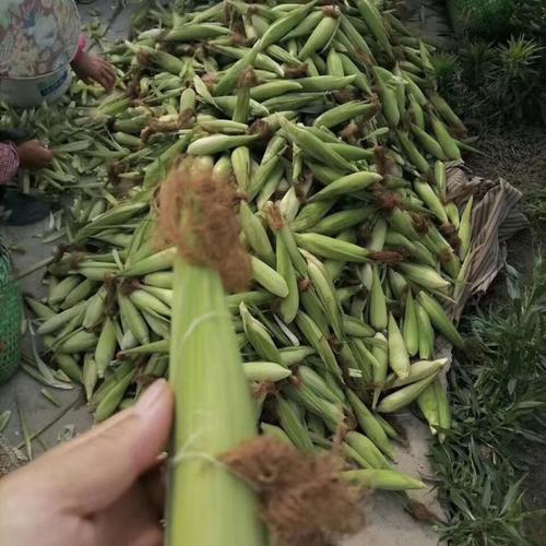 常熟董浜黄金小玉米甜糯玉米 带壳生玉米糯玉米棒新鲜