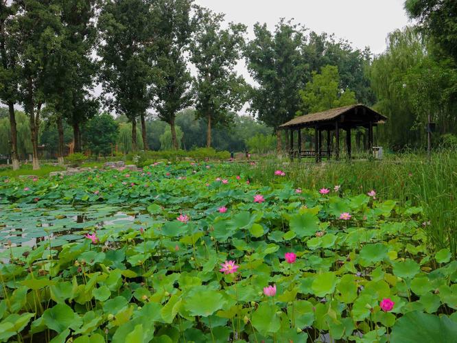 通州大运河森林公园