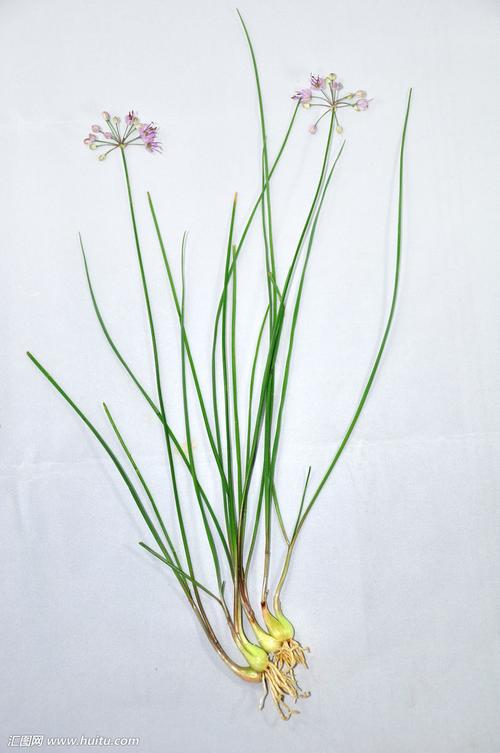 薤白 汤