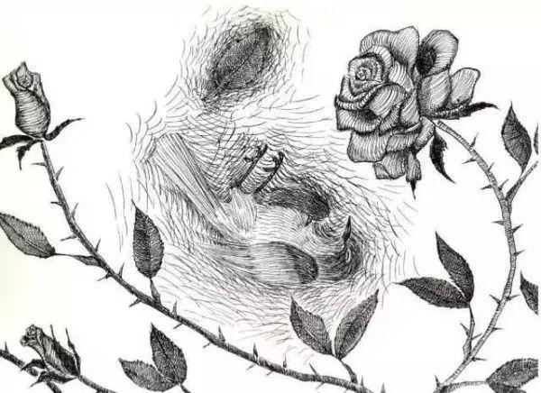 夜莺与玫瑰这一切都比不上你的热吻那香液神奇的魔力它把我的灵魂投入