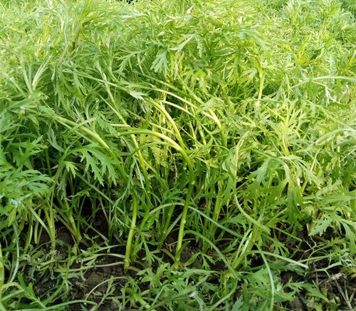 湖北特产蔬菜泥蒿新鲜芦蒿去叶鲜嫩青梗篱蒿野菜根3斤蒿子藜蒿