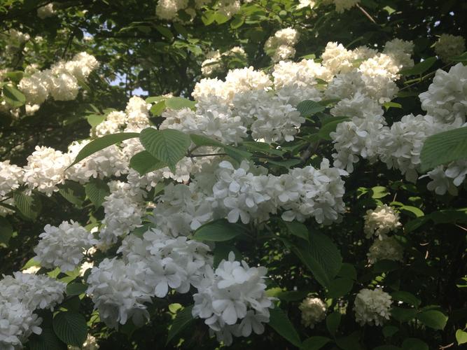 见闺蜜,慢步扬州3日行.