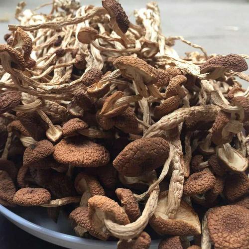 江西广昌特产茶树菇 无添加天然有机食品