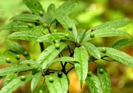 叶上珠 阴证药 大部参 叶上花 叶上果 青荚叶 中药材大货