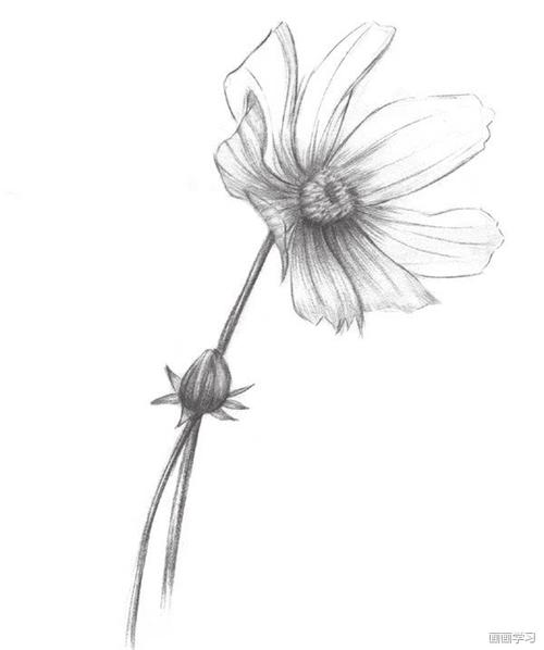 如何学习素描——素描植物波斯菊绘画教程
