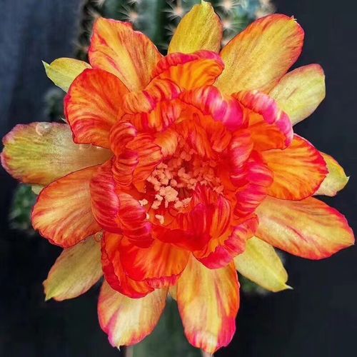 荷花 黄金荷花专区 丽花属 仙人球 开花漂亮 粉荷花带