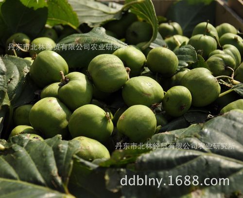 【丹东北林】奇异莓软枣猕猴桃北林六九鲜果基地现摘现发包邮