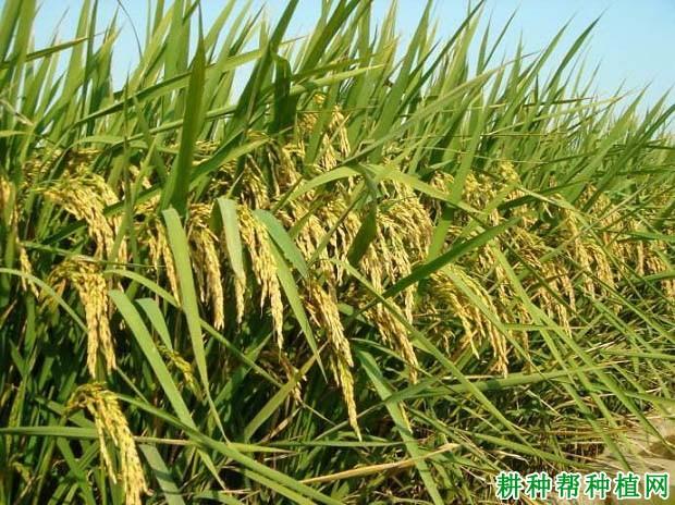 嘉禾218水稻品种好不好?