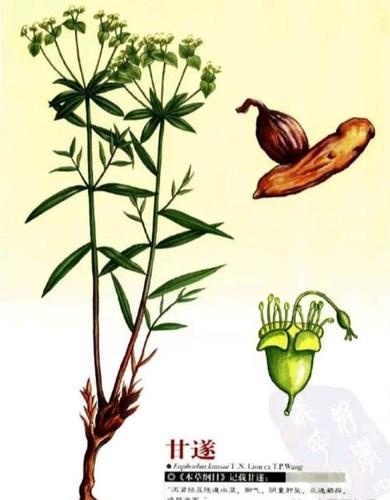 甘遂有什么利用价值