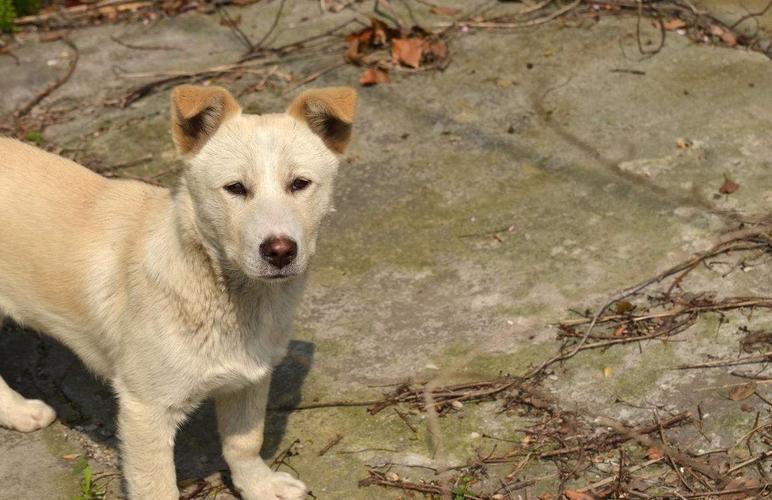 农村夜里土狗狂吠不止,屋外却没有踪影,这是为什么?