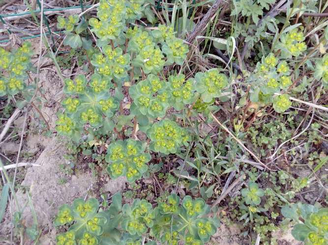 由由客天然中草药新鲜野生泽漆猫眼草五朵云五凤草灯台草五灯草