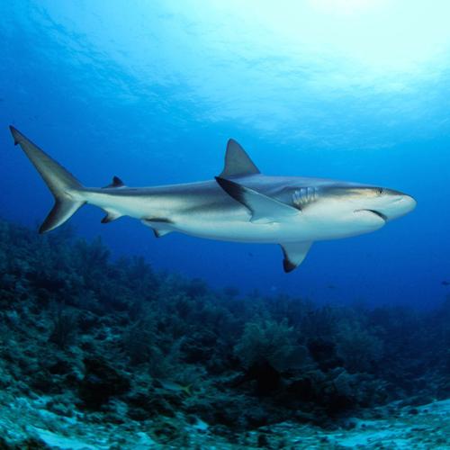 静风听海黑鳍鲨柠檬鲨猫狗鲨凶猛大型海水活体生物观赏鱼