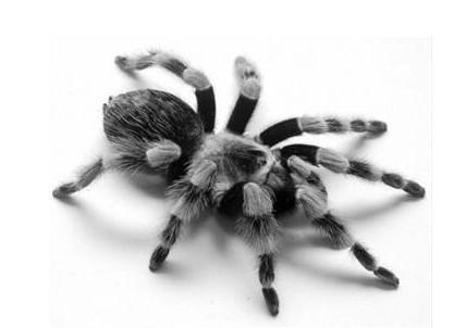 我想知道这死什么蜘蛛?