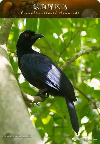 来自天国乐园的极乐鸟|巴布亚新几内亚|印度尼西亚|极乐鸟_新浪新闻