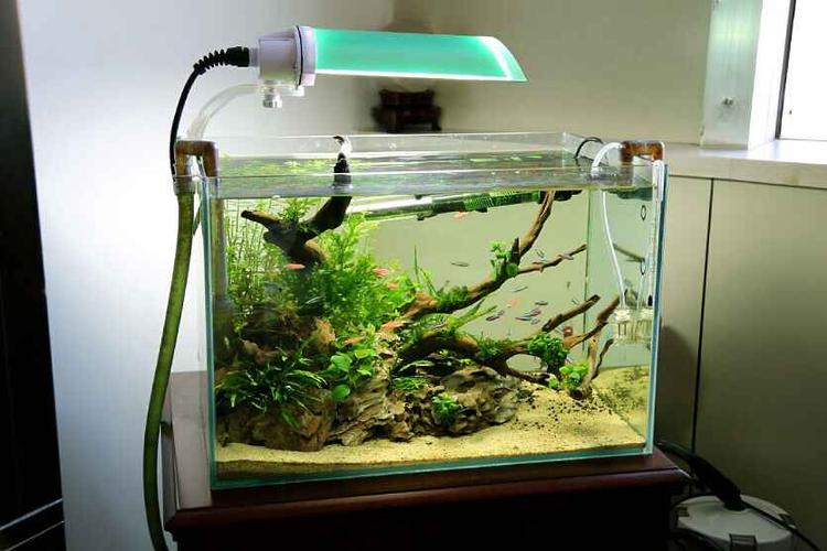 办公室的45cm沉木缸作品欣赏