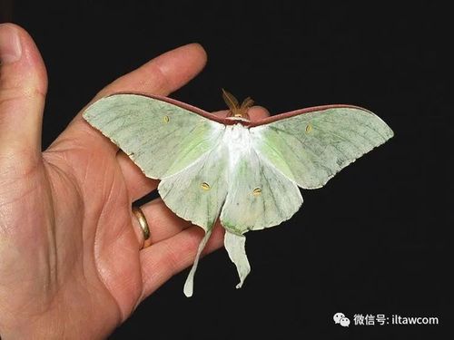 物种图册大水青蛾