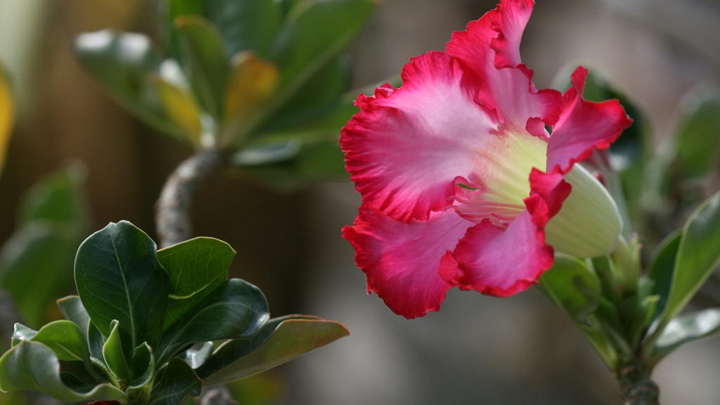 沙漠玫瑰高清图片桌面壁纸