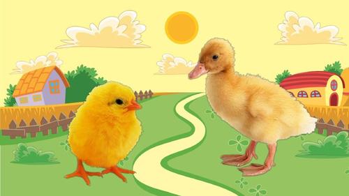 中班美术《在农场里—小鸡小鸭》绘画ppt课件 幼儿园优秀优质课公开课