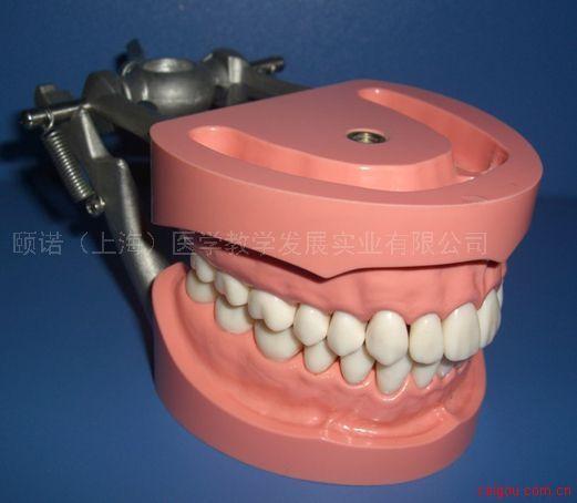 标准牙模型 标准牙颌演示模型2