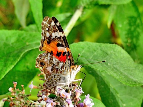 赤蛱蝶(摄于周至周城)