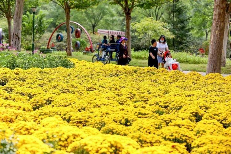 120000㎡菊花海已盛放,假期游玩又多了个选择!