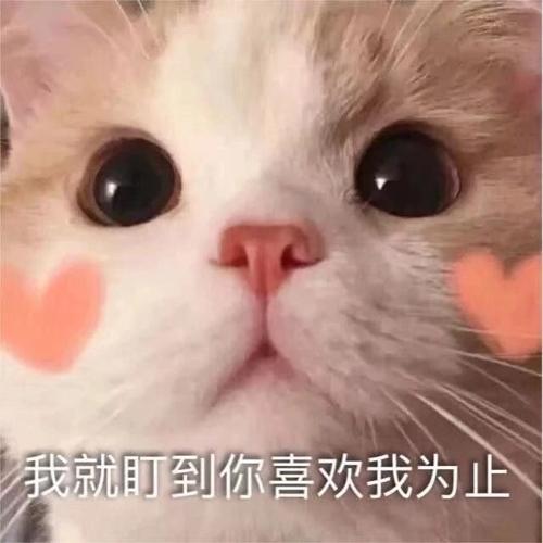 可爱撩人表情包