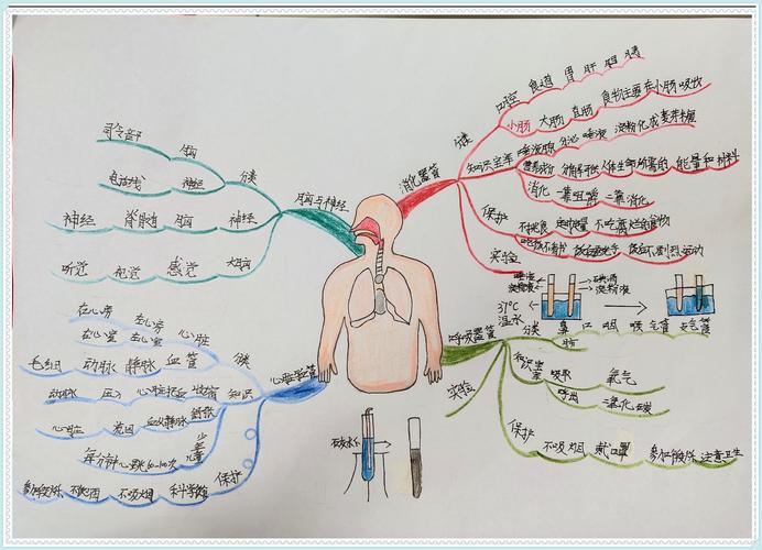 "玩"转思维导图 走进人体秘密---记德州市东风东路小学五年级课程线上