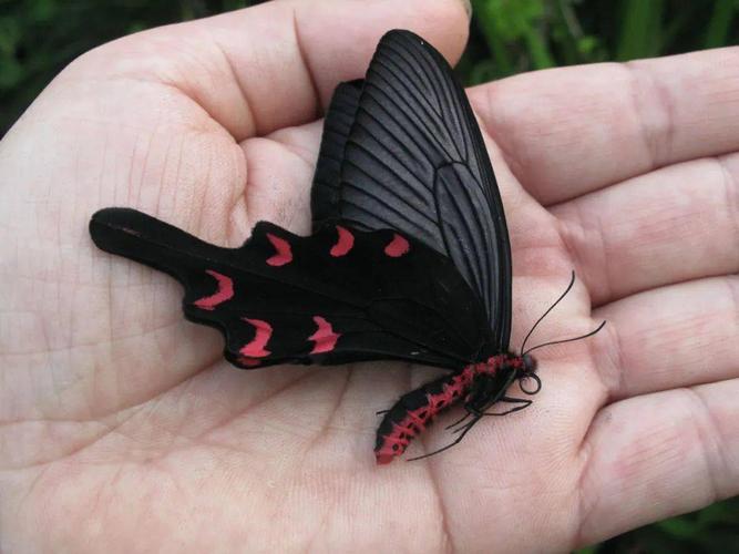 春暖花开,各色春型蝴蝶华丽羽化_凤蝶