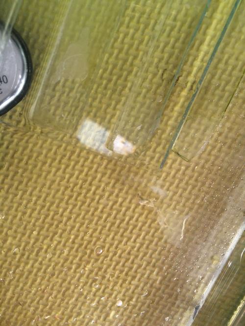 乌龟身上有白膜 还有他爪子上的是什么啊