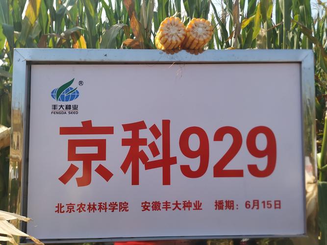 河北在线品种: 安农591,农单476, 丰大shv郑单958,丰大京科968 财富