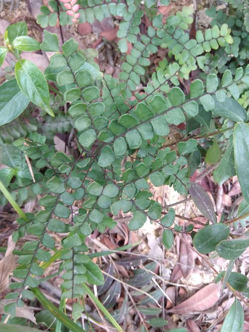 野生草药鲜品干品 过坛龙 铁线草 黑骨芒萁 秧居草 黑脚蕨 铁线蕨