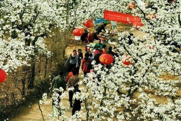 千年梨花节