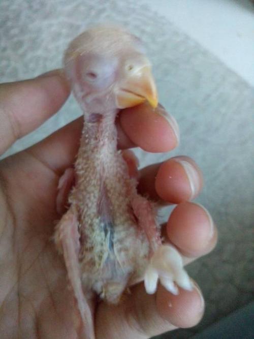 牡丹鹦鹉宝宝18天了,妈妈弃巢了,只好拿出来手养,吃玉米糊可以吗?
