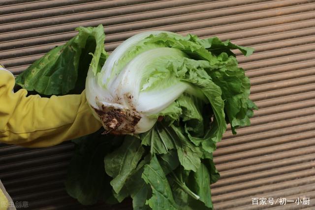黄叶白菜和绿叶白菜有什么区别?从老菜农学来的方法告诉大家