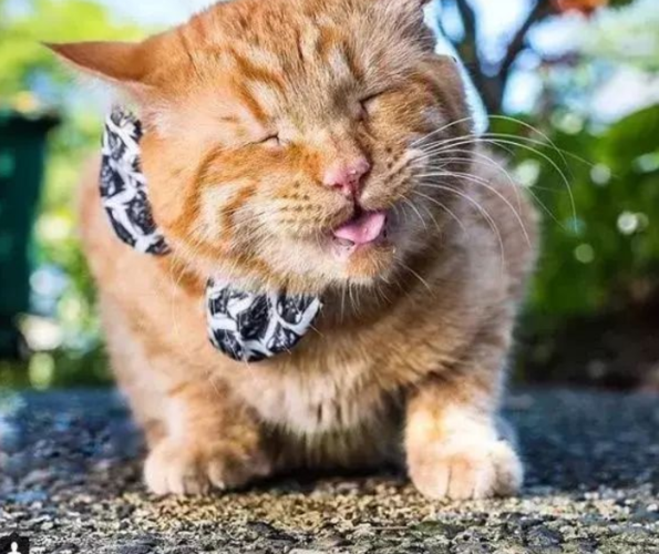 猫咪吸了猫薄荷之后,下一秒失去了控制,镜头全过程