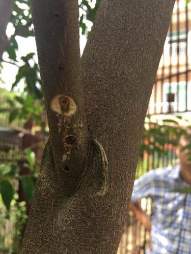 提供奇楠母树一代嫁接苗