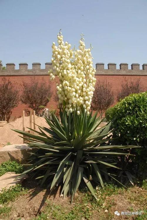 露地条件下,凤尾兰可以在