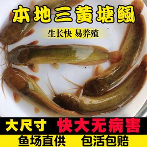 广东本地三黄塘鲺塘角鱼苗土塘鲺鱼苗杂交塘鲺胡子鲶本地塘鲺鱼苗