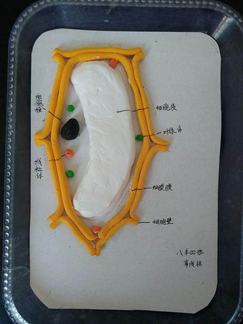 上初二再去制作细胞模型,相对来说每个环节的细节把握度就更好一些.