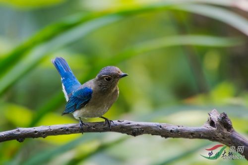 白腹蓝姬鹟亚成