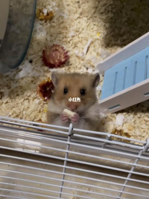 虎纹金丝熊_金丝熊_宠物_我的萌宠_宠物_宠物其他