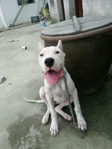 转让五个月(母)小杜高